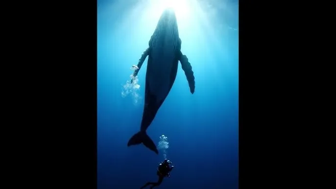 我朋友的丈夫 - 深蓝星球：探索海洋深处的未知世界